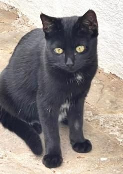 Shani und Lisha, FIV positiv