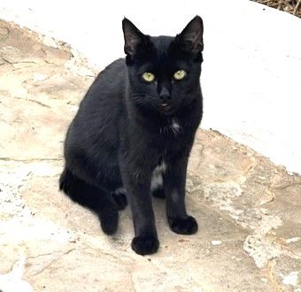 Shani und Lisha, FIV positiv