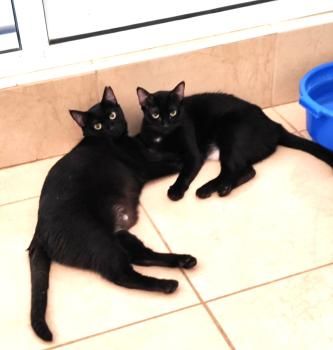 Shani und Lisha, FIV positiv