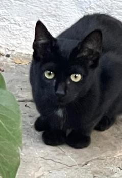 Shani und Lisha, FIV positiv