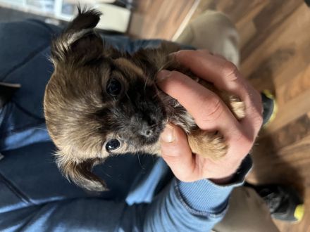 Chihuahua Yorkshire Welpen