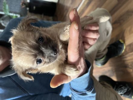 Chihuahua Yorkshire Welpen