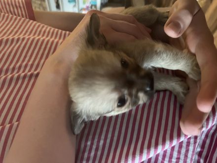 Chihuahua Yorkshire Welpen