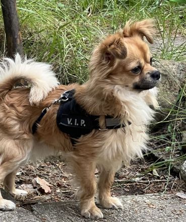 Chihuahua Yorkshire Welpen