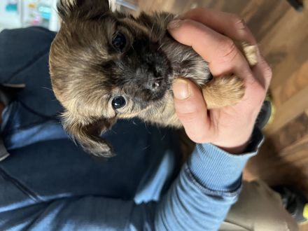 Chihuahua Yorkshire Welpen