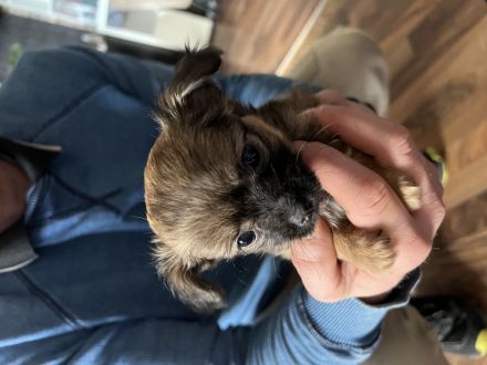 Chihuahua Yorkshire Welpen