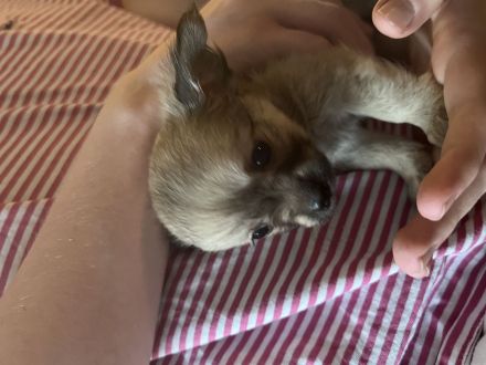 Chihuahua Yorkshire Welpen
