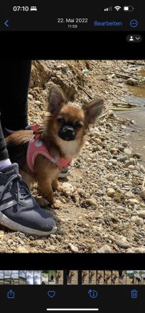 Chihuahua Yorkshire Welpen