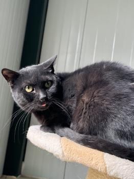 Carrie, FIV positiv