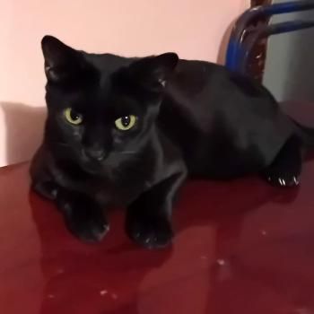 Carrie, FIV positiv
