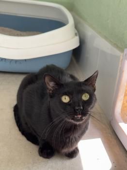 Carrie, FIV positiv