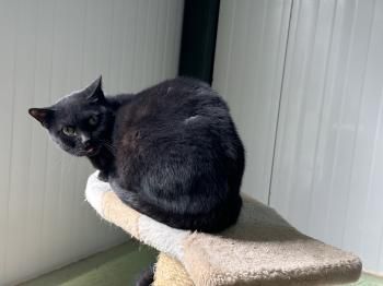 Carrie, FIV positiv
