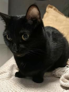 Carrie, FIV positiv