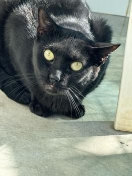 Carrie, FIV positiv