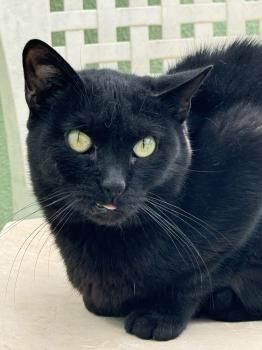 Carrie, FIV positiv