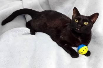 Carrie, FIV positiv