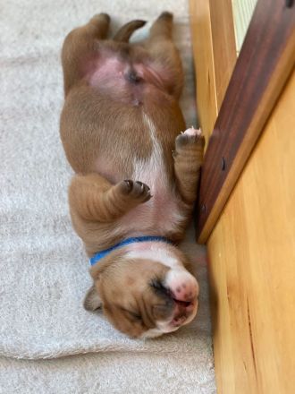 Continental Bulldogg Welpen