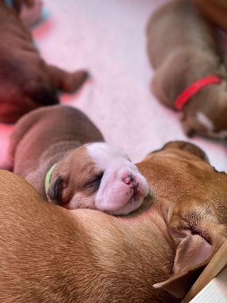 Continental Bulldogg Welpen