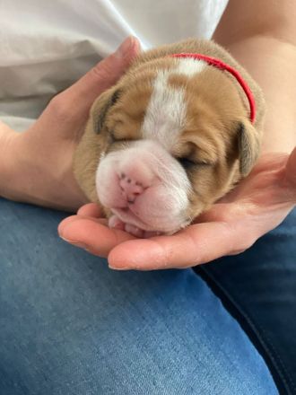 Continental Bulldogg Welpen