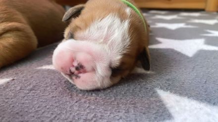 Continental Bulldogg Welpen