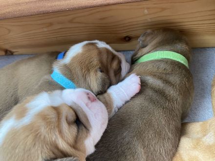 Continental Bulldogg Welpen