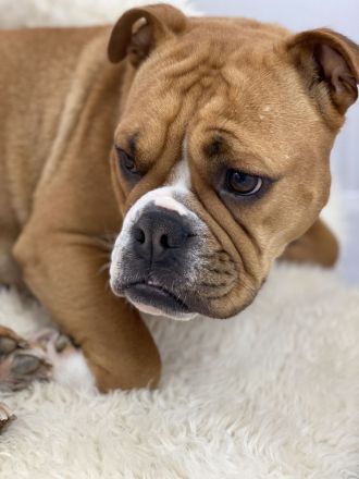 Continental Bulldogg Welpen