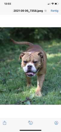 Continental Bulldogg Welpen