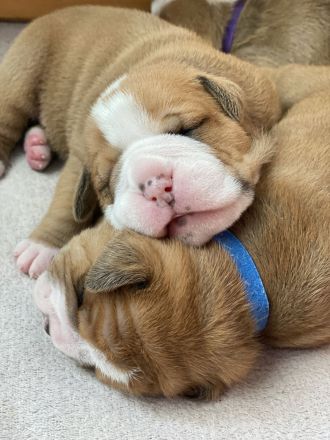 Continental Bulldogg Welpen