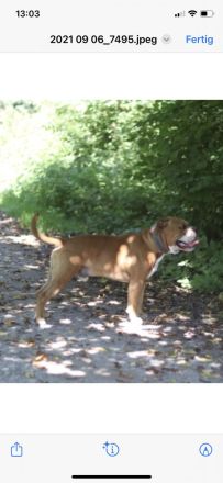 Continental Bulldogg Welpen