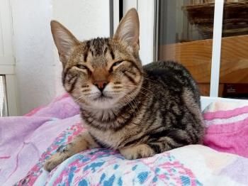 Halle und Umi (auf einem Auge blind)