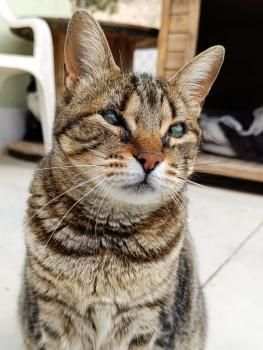 Halle und Umi (auf einem Auge blind)