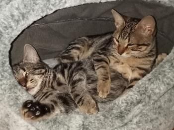 Halle und Umi (auf einem Auge blind)