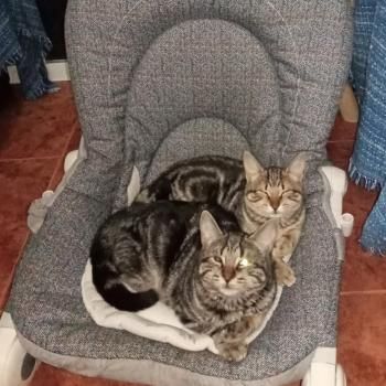 Halle und Umi (auf einem Auge blind)