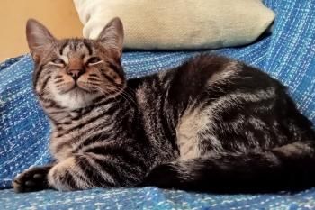 Halle und Umi (auf einem Auge blind)