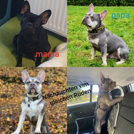 Französische bulldogge Welpe mit At