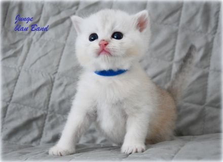 BKH Kitten in black silver shaded mit Stammbaum