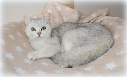 BKH Kitten in black silver shaded mit Stammbaum