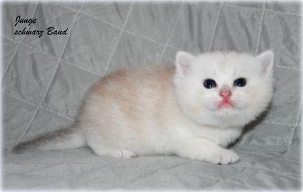 BKH Kitten in black silver shaded mit Stammbaum