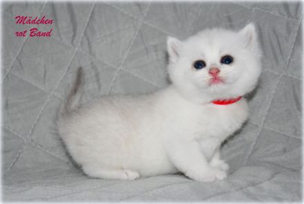 BKH Kitten in black silver shaded mit Stammbaum