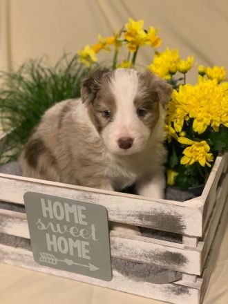 Border Collie Welpen reinrassig