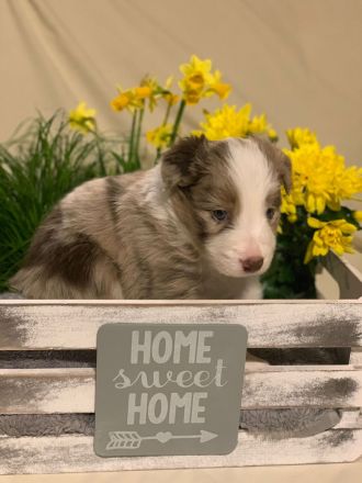 Border Collie Welpen reinrassig