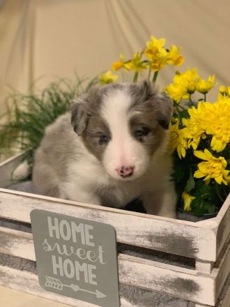 Border Collie Welpen reinrassig