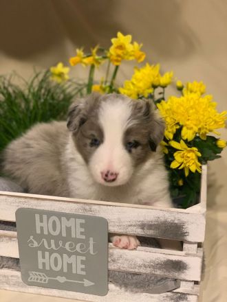 Border Collie Welpen reinrassig