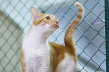 Megan, Einzelprinzessin