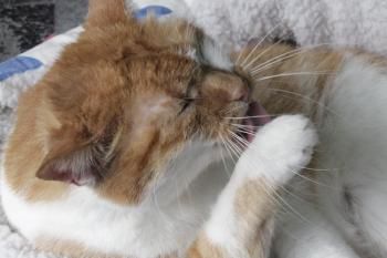 Megan, Einzelprinzessin