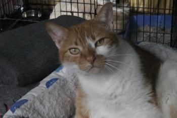 Megan, Einzelprinzessin