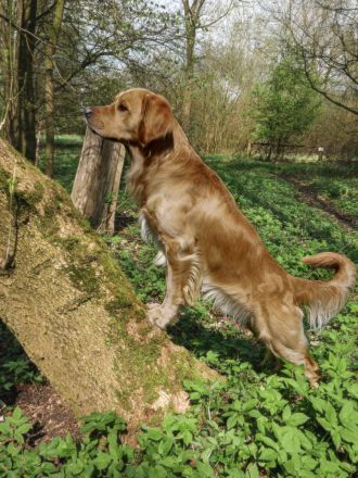 Golden Retriever Deckrüde- Deckerfahren