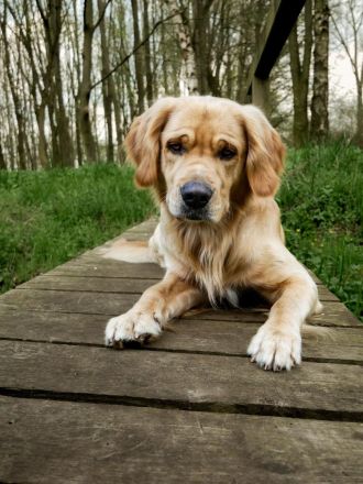 Golden Retriever Deckrüde- Deckerfahren
