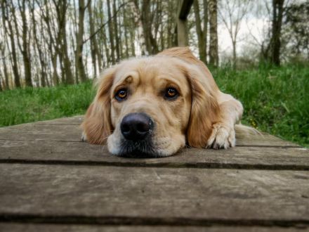 Golden Retriever Deckrüde- Deckerfahren