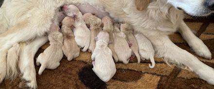Golden Retriever Deckrüde- Deckerfahren